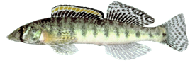 Roanoke Logperch: Photo Credit: USGS - Noel Burkhead