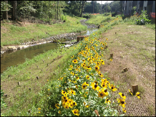 Post-Construction: Naturally-restored shoreline, Murray Run at Ogden Road