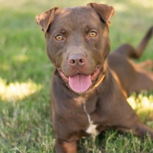 RCACP Pets for Adoption