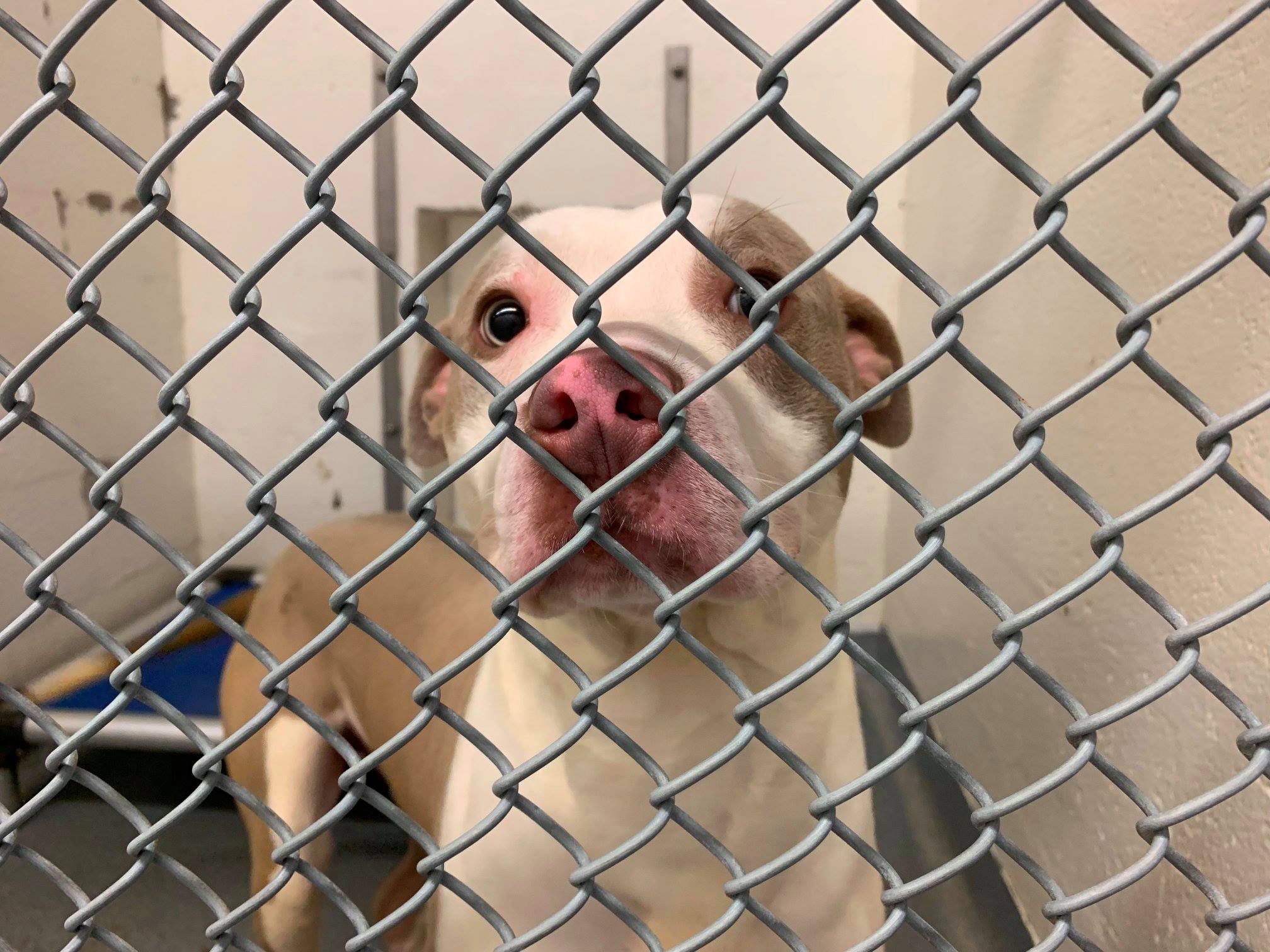 RCACP Reaches Capacity for Stray Dogs